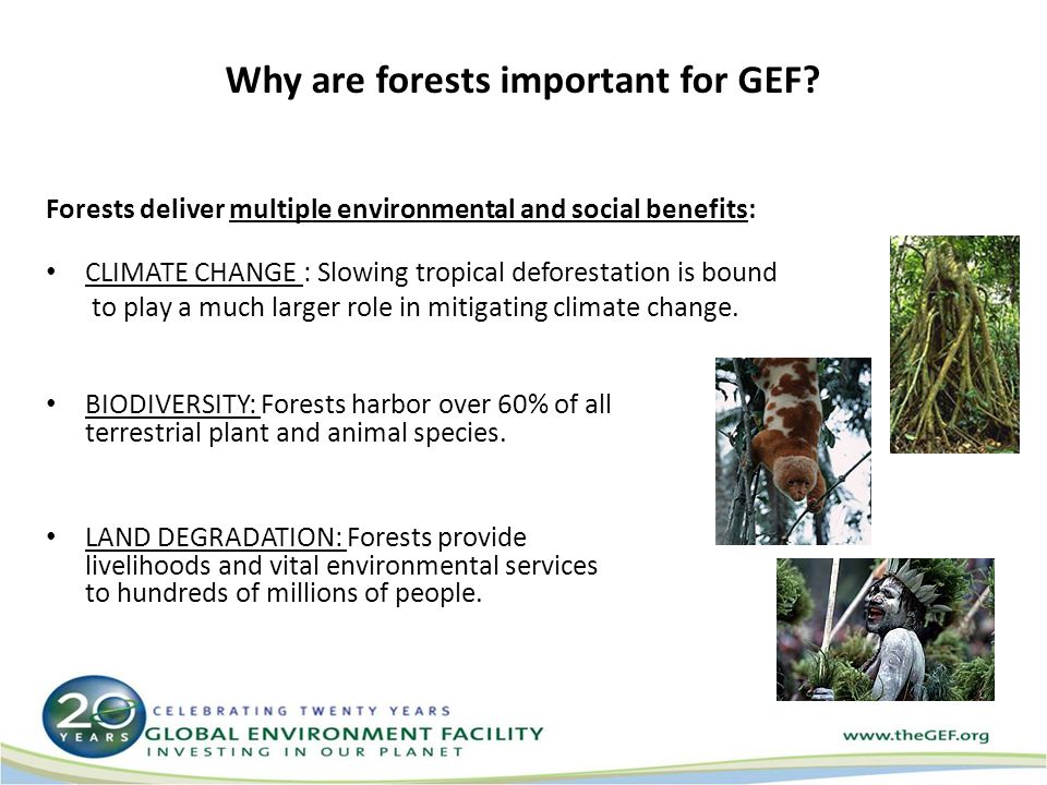 Why are forests important for GEF.