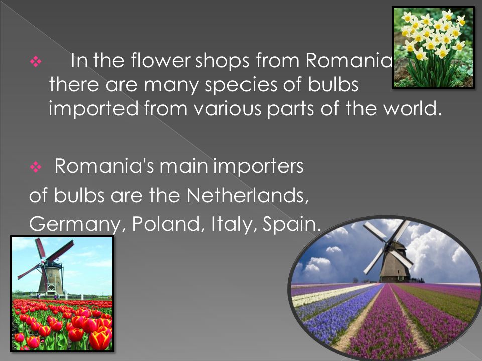  In the flower shops from Romania there are many species of bulbs imported from various parts of the world.