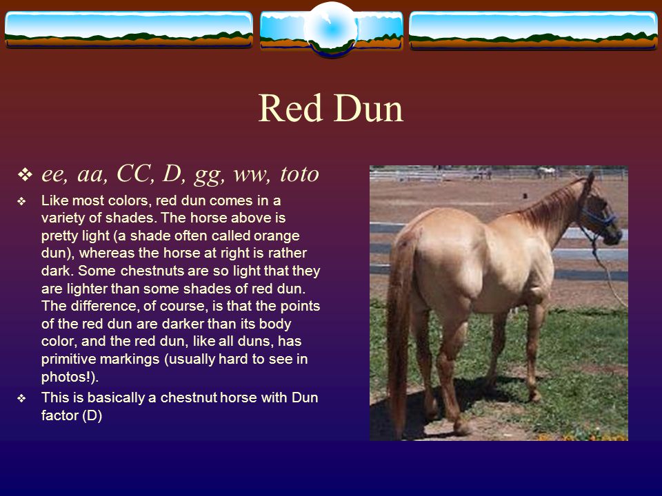 horse sense using equines to teach genetics and evolution