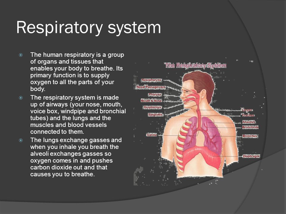 Respiratory system  The human respiratory is a group of organs and tissues that enables your body to breathe.