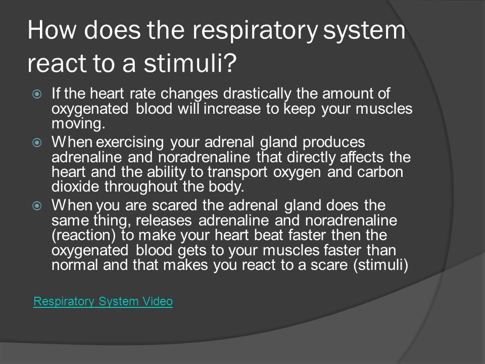How does the respiratory system react to a stimuli.