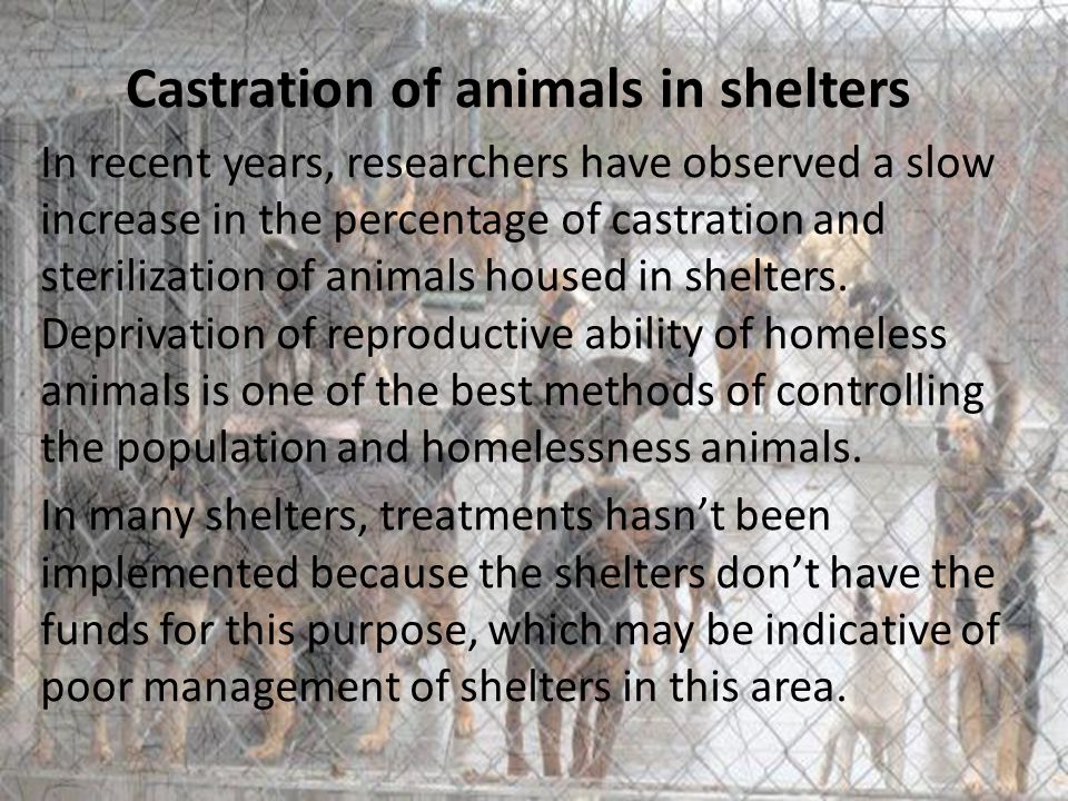 Castration of animals in shelters In recent years, researchers have observed a slow increase in the percentage of castration and sterilization of animals housed in shelters.