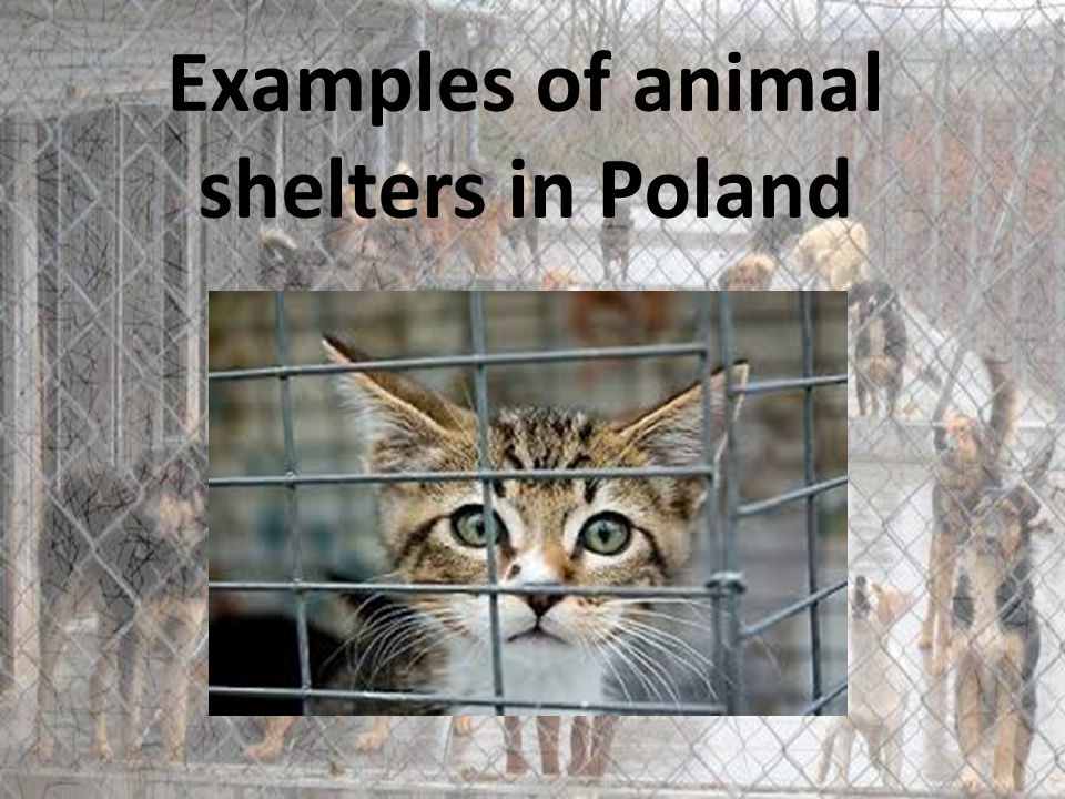 Examples of animal shelters in Poland