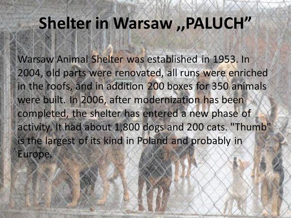 Shelter in Warsaw,,PALUCH Warsaw Animal Shelter was established in 1953.