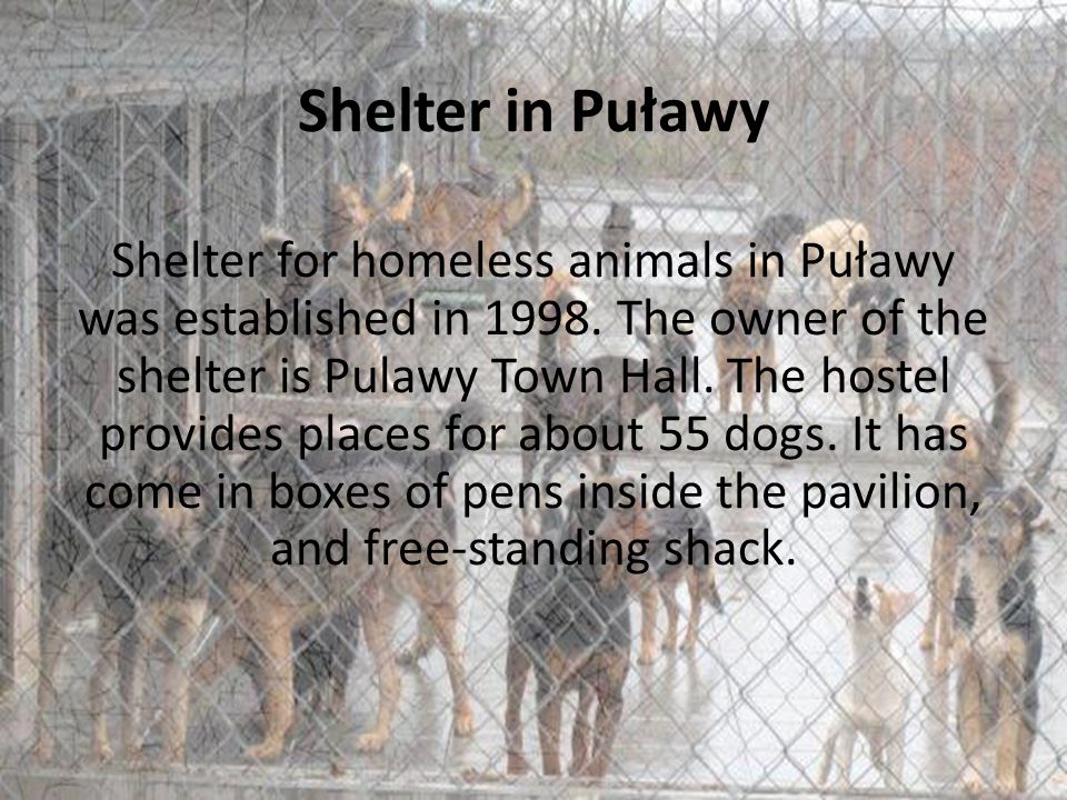 Shelter in Puławy Shelter for homeless animals in Puławy was established in 1998.