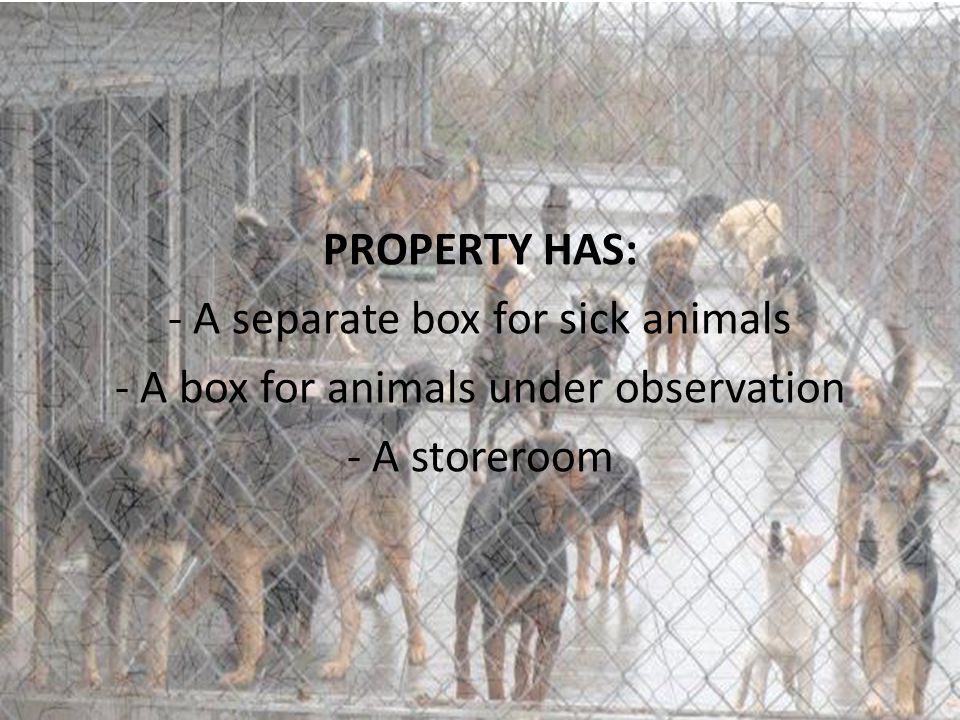 PROPERTY HAS: - A separate box for sick animals - A box for animals under observation - A storeroom
