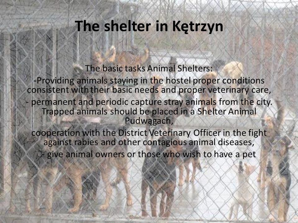 The shelter in Kętrzyn The basic tasks Animal Shelters: -Providing animals staying in the hostel proper conditions consistent with their basic needs and proper veterinary care, - permanent and periodic capture stray animals from the city.