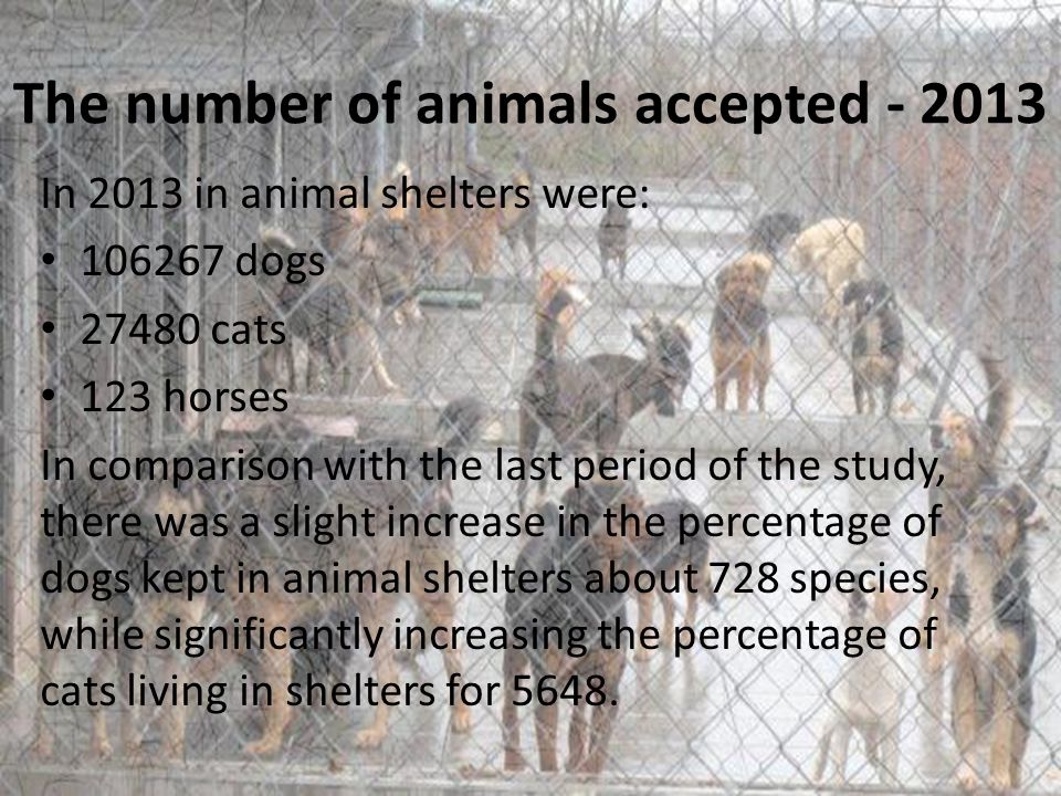 The number of animals accepted In 2013 in animal shelters were: dogs cats 123 horses In comparison with the last period of the study, there was a slight increase in the percentage of dogs kept in animal shelters about 728 species, while significantly increasing the percentage of cats living in shelters for 5648.