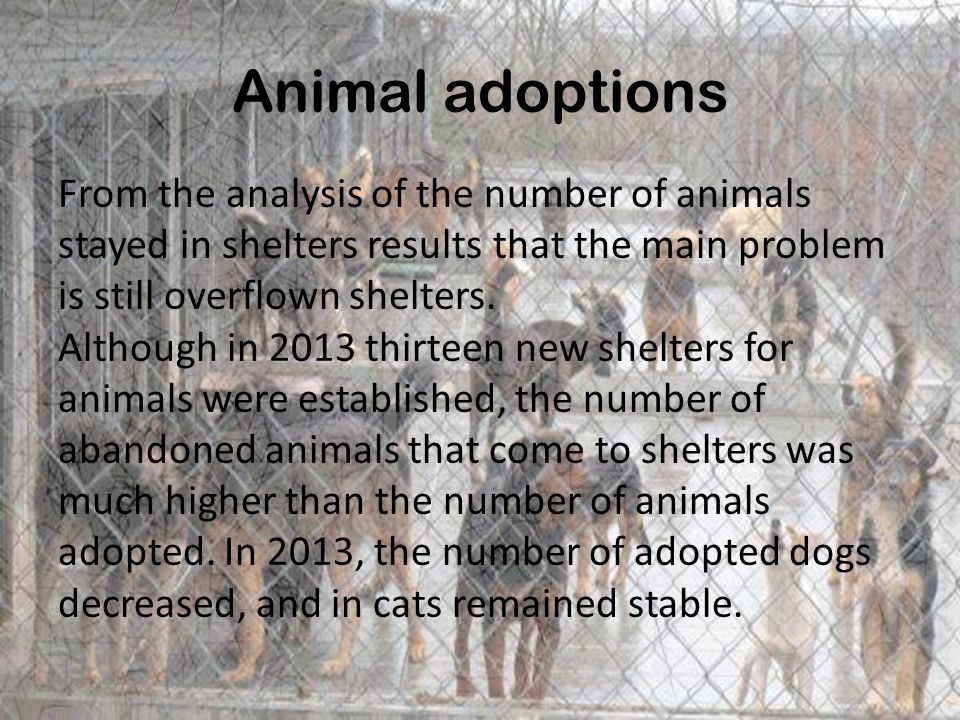 Animal adoptions From the analysis of the number of animals stayed in shelters results that the main problem is still overflown shelters.