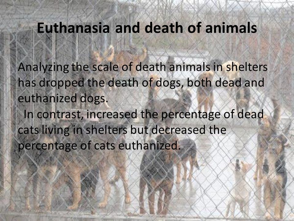 Euthanasia and death of animals Analyzing the scale of death animals in shelters has dropped the death of dogs, both dead and euthanized dogs.