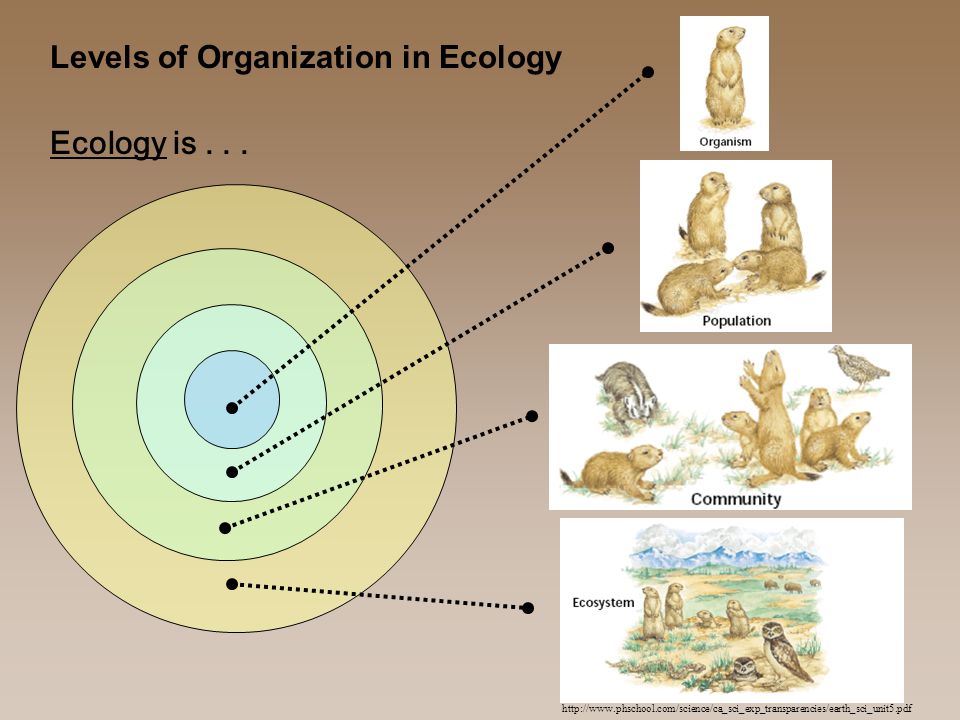 Levels of Organization in Ecology   Ecology is...