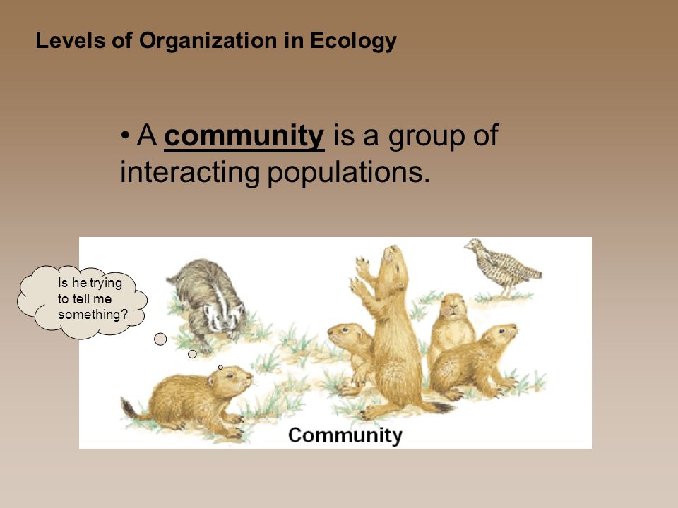 Levels of Organization in Ecology A community is a group of interacting populations.