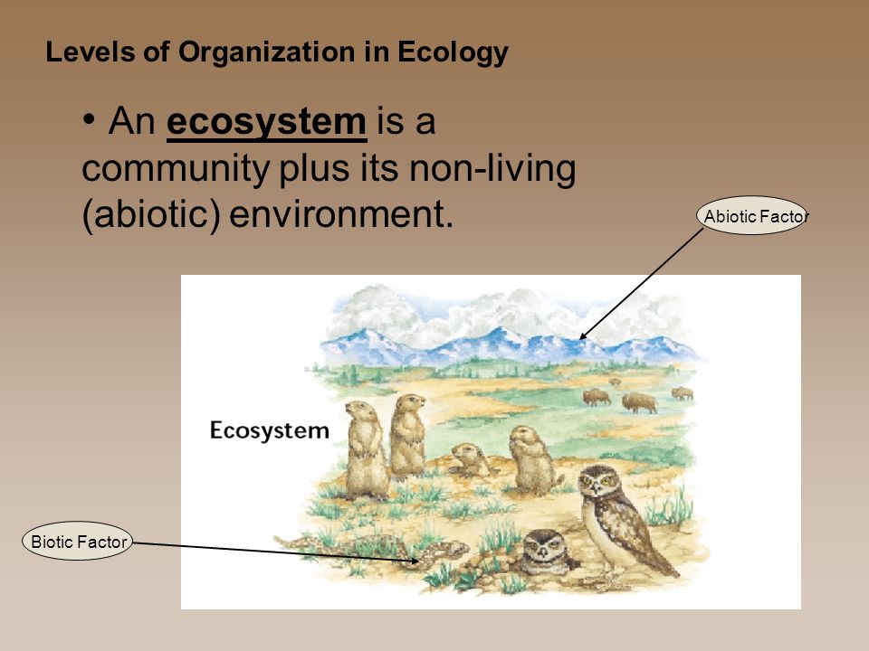 Levels of Organization in Ecology An ecosystem is a community plus its non-living (abiotic) environment.