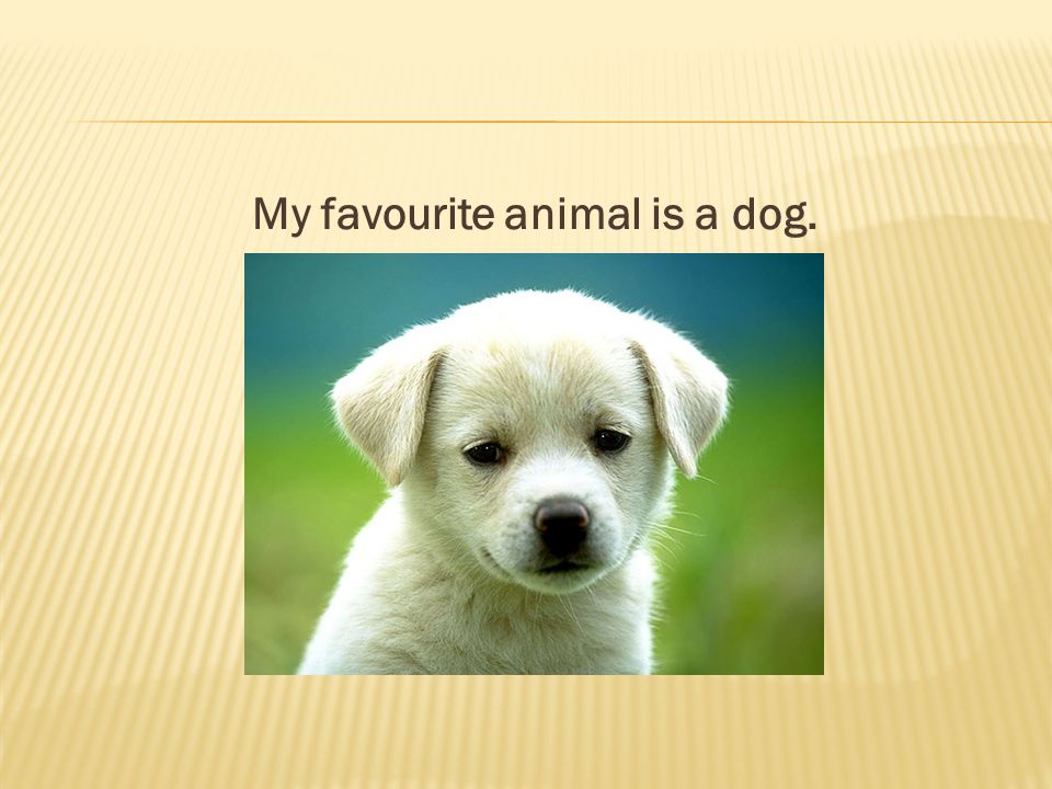 My favourite animal. My favourite animal is a dog. - ppt download