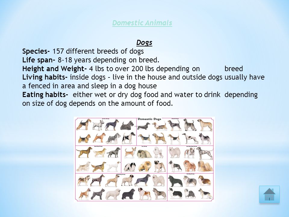 Different types of Animals Wild Animal Farm Animal Domestic Animal Quiz  Exotic Animals Combination Animal By: Victoria Echevarria Video. - ppt  download