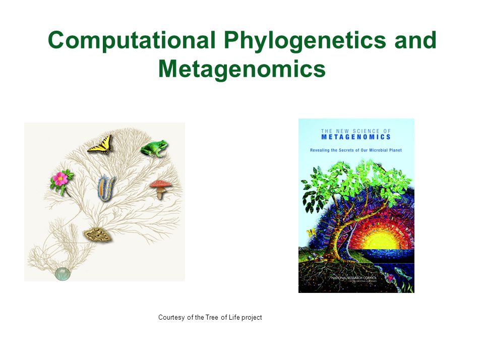 Computational Phylogenetics and Metagenomics Courtesy of the Tree of Life project