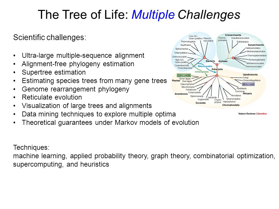 Scientific challenges: Ultra-large multiple-sequence alignment Alignment-free phylogeny estimation Supertree estimation Estimating species trees from many gene trees Genome rearrangement phylogeny Reticulate evolution Visualization of large trees and alignments Data mining techniques to explore multiple optima Theoretical guarantees under Markov models of evolution Techniques: machine learning, applied probability theory, graph theory, combinatorial optimization, supercomputing, and heuristics The Tree of Life: Multiple Challenges