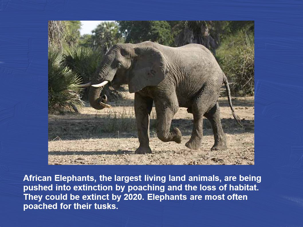 The African Elephant: An Endangered Species. African Elephants, the largest  living land animals, are being pushed into extinction by poaching and the.  - ppt download