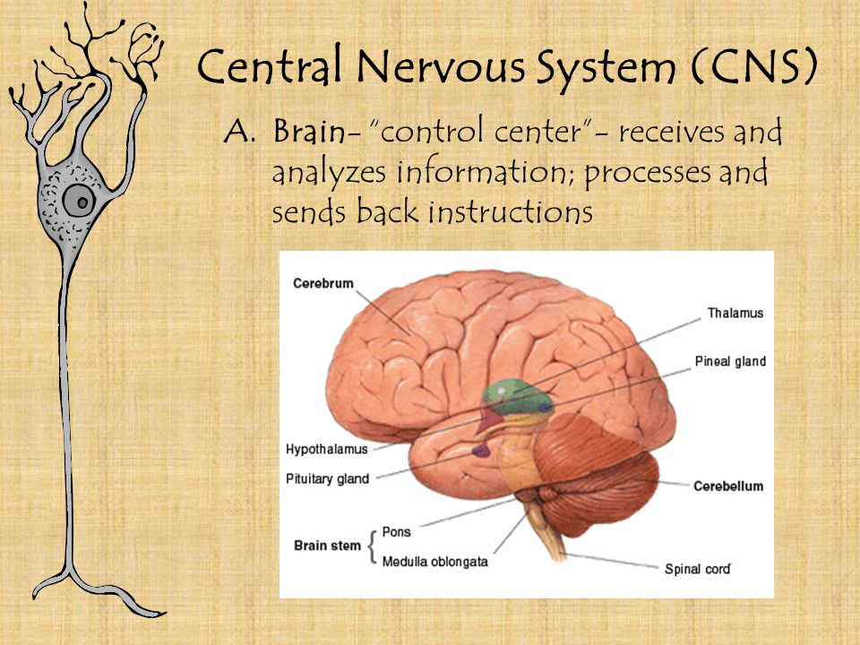 Central Nervous System (CNS) A.Brain- control center - receives and analyzes information; processes and sends back instructions
