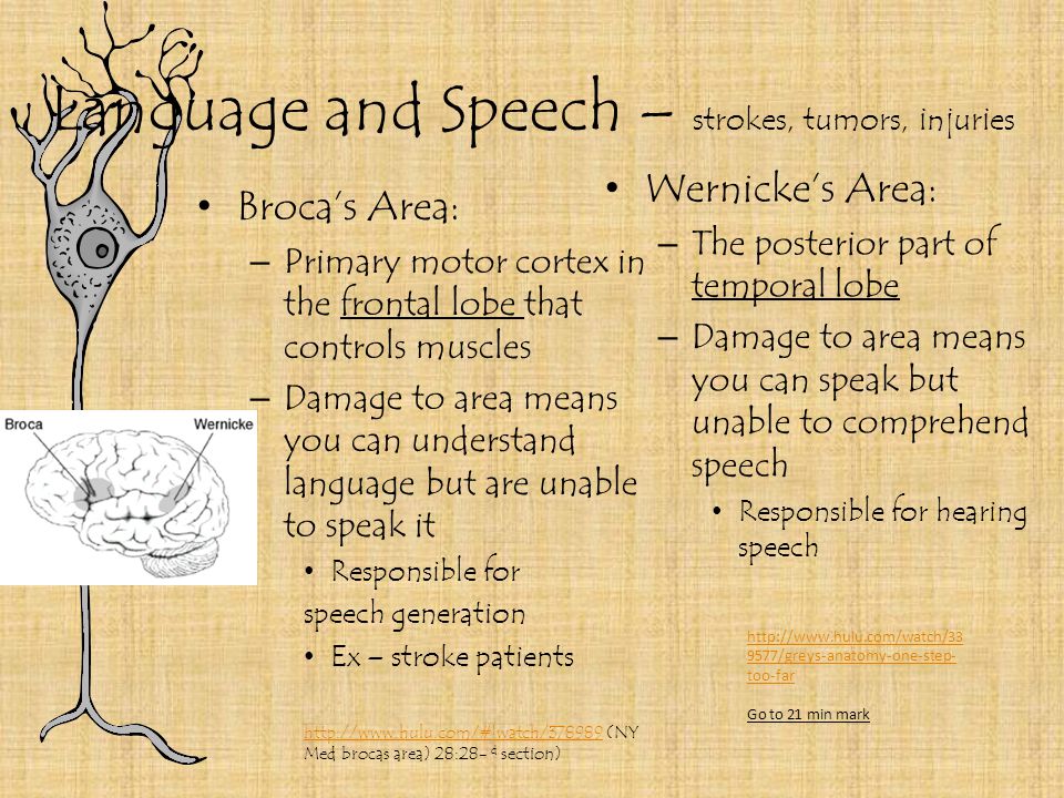Language and Speech – strokes, tumors, injuries Broca’s Area: – Primary motor cortex in the frontal lobe that controls muscles – Damage to area means you can understand language but are unable to speak it Responsible for speech generation Ex – stroke patients   (NY Med brocas area) 28:28- d section) Wernicke’s Area: – The posterior part of temporal lobe – Damage to area means you can speak but unable to comprehend speech Responsible for hearing speech /greys-anatomy-one-step- too-far Go to 21 min mark