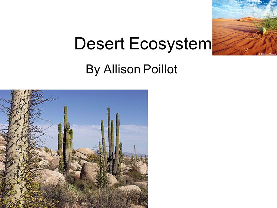 Desert Ecosystem By Allison Poillot