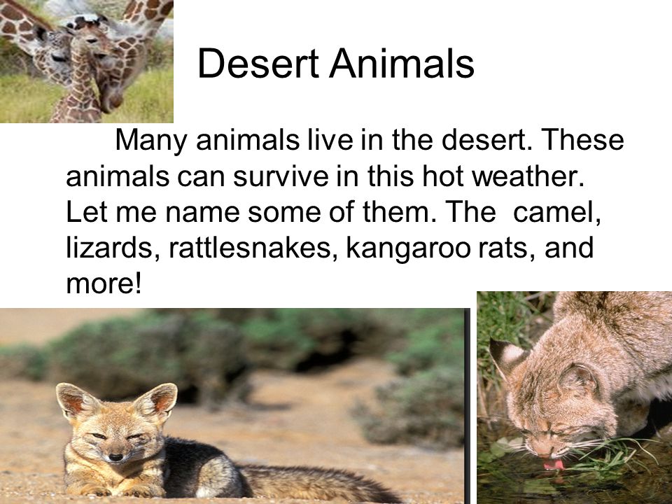 Desert Animals Many animals live in the desert. These animals can survive in this hot weather.