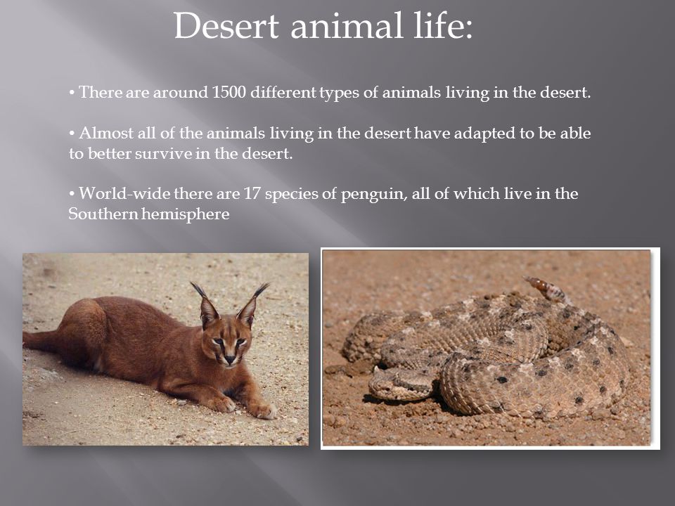 What is a desert? Deserts can be hot or cold but they are always dry. They  receive less than 25 cm of precipitation annually. They cover 22 million  km. - ppt download