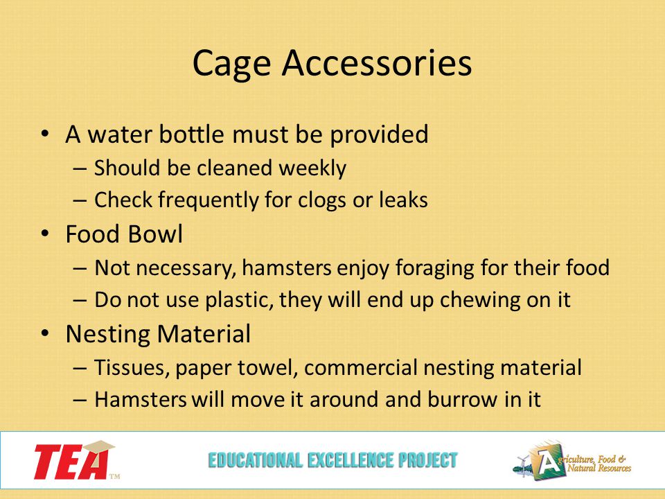 Cage Accessories A water bottle must be provided – Should be cleaned weekly – Check frequently for clogs or leaks Food Bowl – Not necessary, hamsters enjoy foraging for their food – Do not use plastic, they will end up chewing on it Nesting Material – Tissues, paper towel, commercial nesting material – Hamsters will move it around and burrow in it