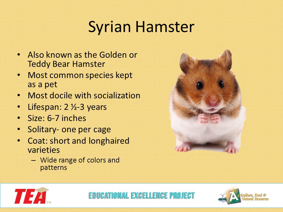 Teddy Bear Hamster: Lifespan And Characteristics - Database Football