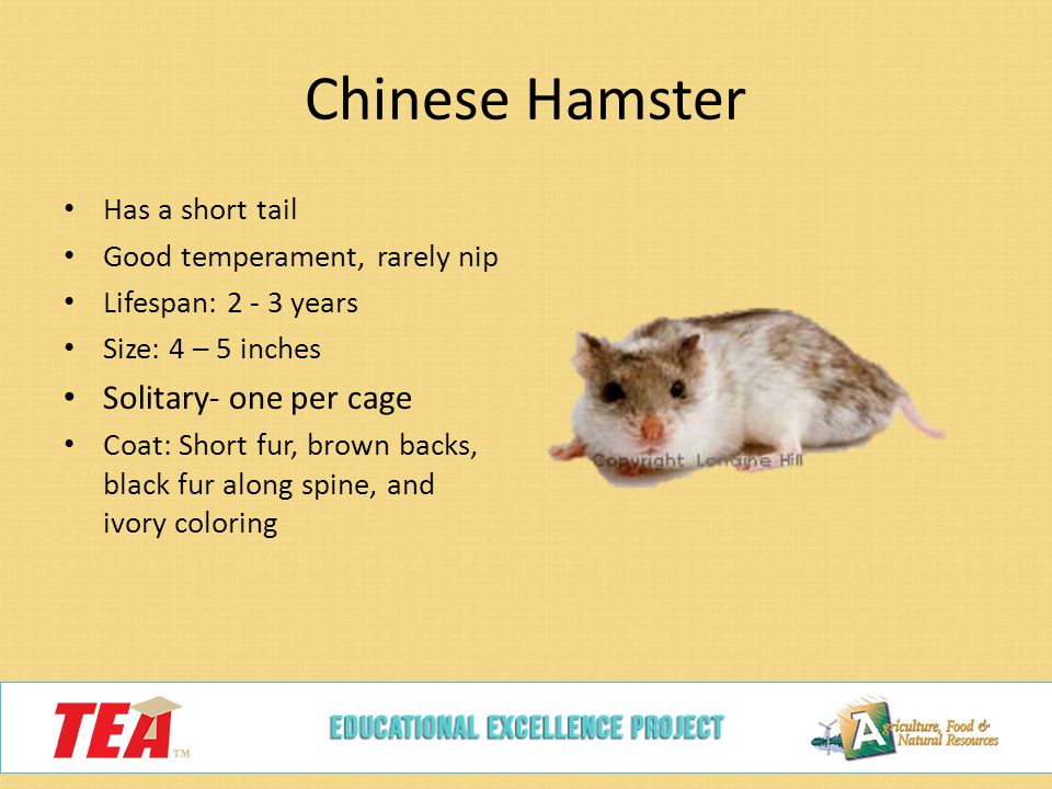 How To Deal With Hamster's Short Lifespan 