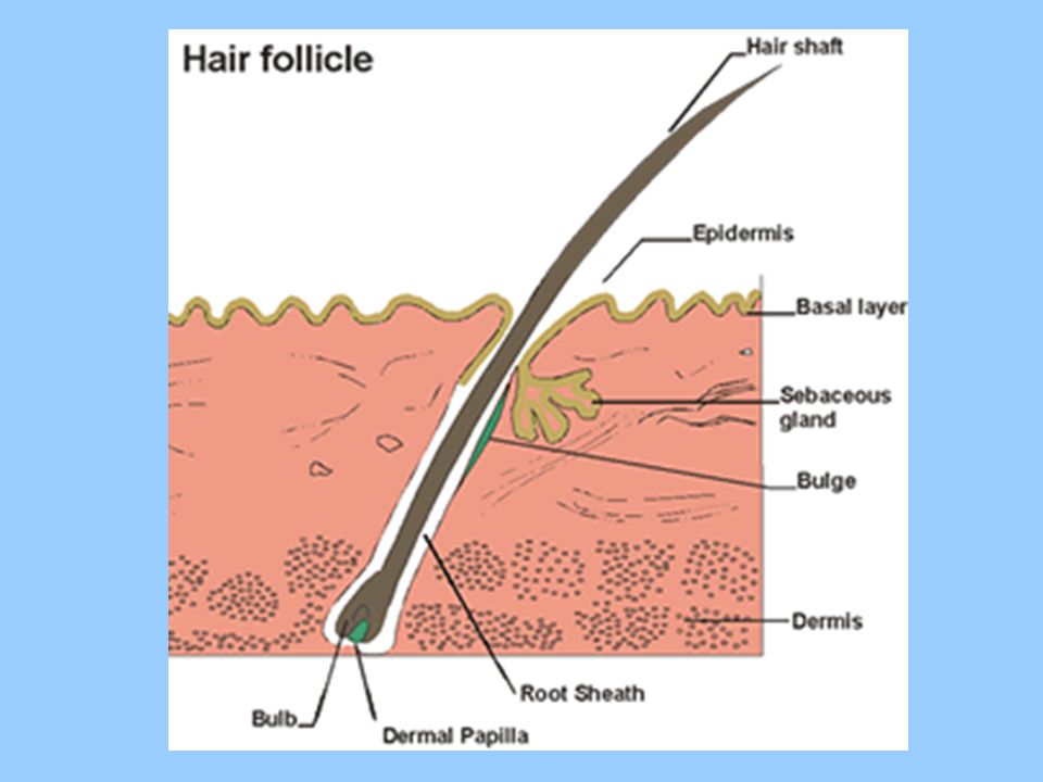 Hair. Hair Follicles A follicle is a deep pit where hair grows. The shaft  of a hair is formed at the base of a follicle by a root consisting of  capillaries. -