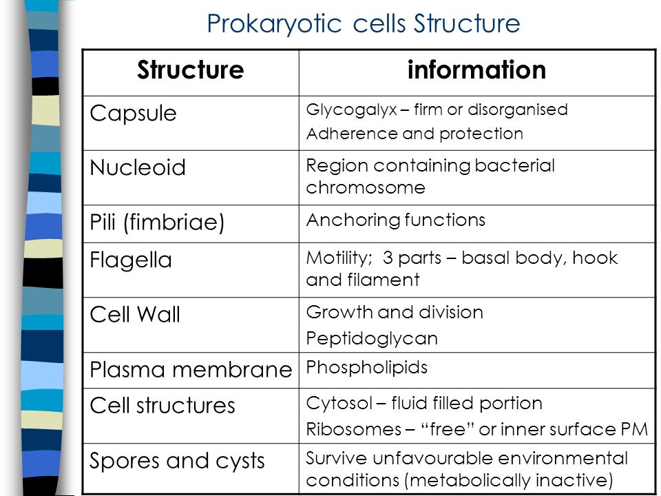 Prokaryotic Cell Structure And Function A Level