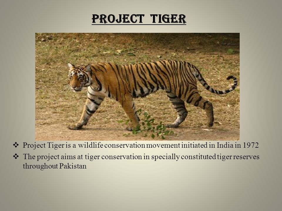 Wildlife conservation. Проект который нам согласовали тигр. Project Tiger. Тигр проект получилось прикол.