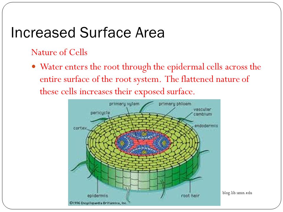 Increased Surface Area Nature of Cells Water enters the root through the epidermal cells across the entire surface of the root system.