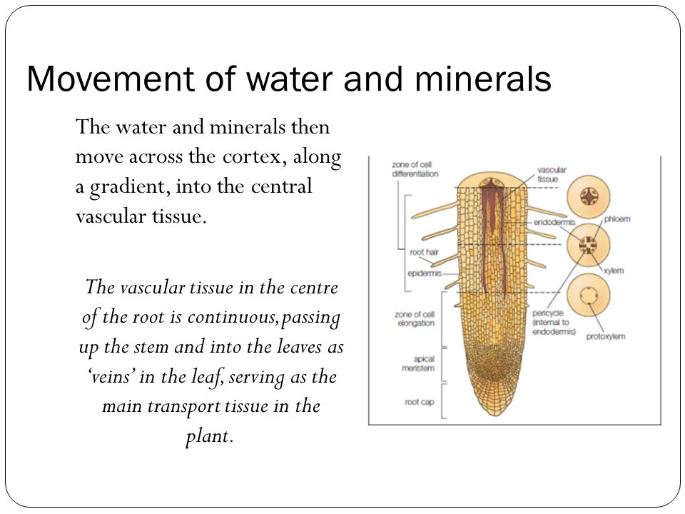 Movement of water and minerals The water and minerals then move across the cortex, along a gradient, into the central vascular tissue.