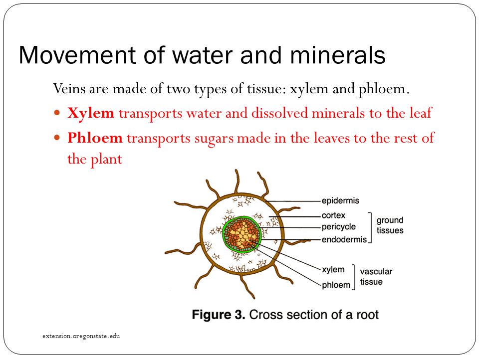 Movement of water and minerals Veins are made of two types of tissue: xylem and phloem.