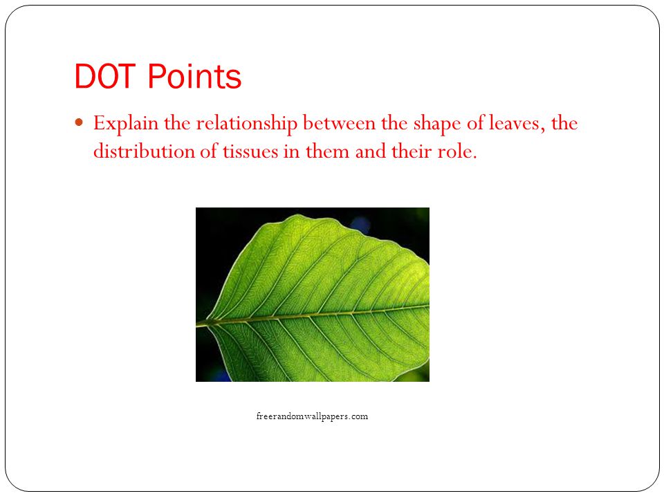 DOT Points Explain the relationship between the shape of leaves, the distribution of tissues in them and their role.