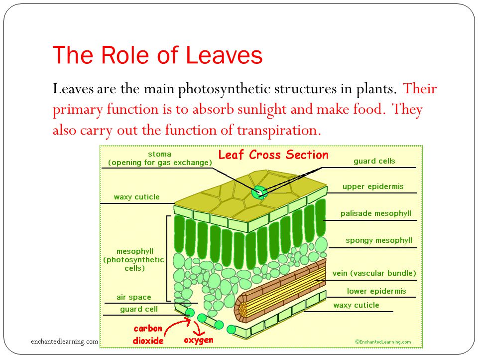 The Role of Leaves Leaves are the main photosynthetic structures in plants.