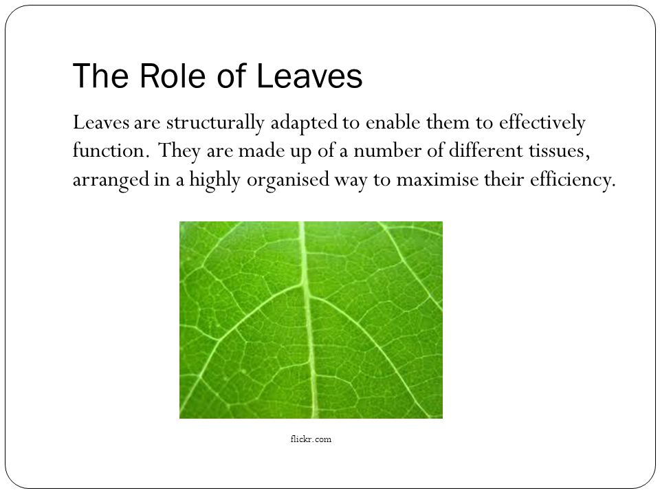 The Role of Leaves Leaves are structurally adapted to enable them to effectively function.