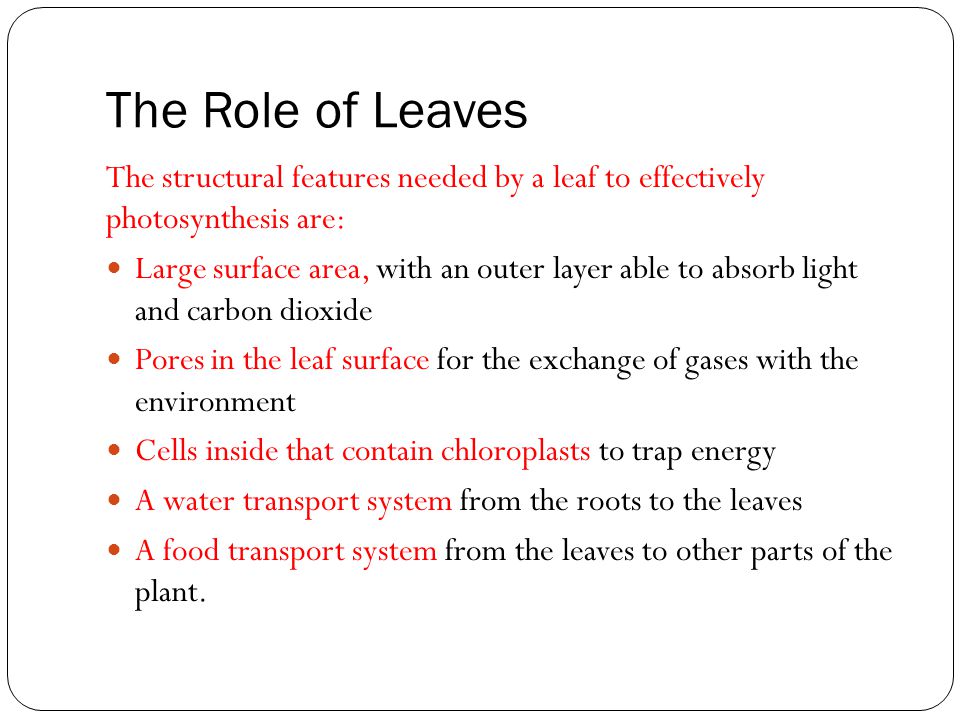 The Role of Leaves The structural features needed by a leaf to effectively photosynthesis are: Large surface area, with an outer layer able to absorb light and carbon dioxide Pores in the leaf surface for the exchange of gases with the environment Cells inside that contain chloroplasts to trap energy A water transport system from the roots to the leaves A food transport system from the leaves to other parts of the plant.