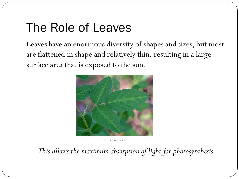 The Role of Leaves Leaves have an enormous diversity of shapes and sizes, but most are flattened in shape and relatively thin, resulting in a large surface area that is exposed to the sun.