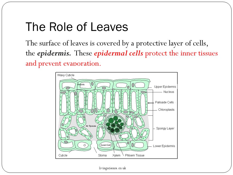 The Role of Leaves The surface of leaves is covered by a protective layer of cells, the epidermis.