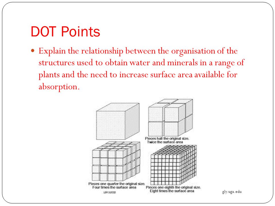 DOT Points Explain the relationship between the organisation of the structures used to obtain water and minerals in a range of plants and the need to increase surface area available for absorption.