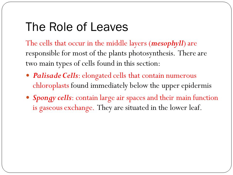 The Role of Leaves The cells that occur in the middle layers (mesophyll) are responsible for most of the plants photosynthesis.