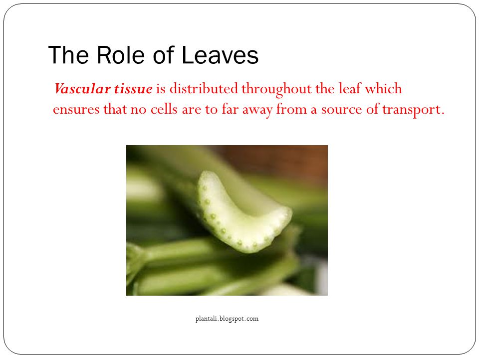 The Role of Leaves Vascular tissue is distributed throughout the leaf which ensures that no cells are to far away from a source of transport.