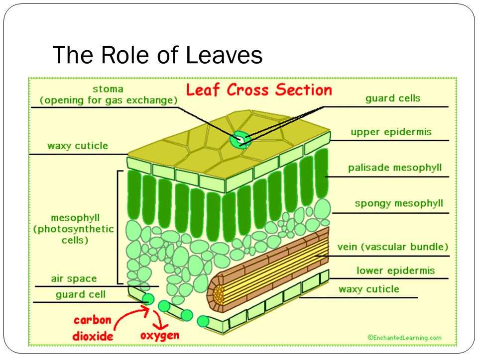 The Role of Leaves