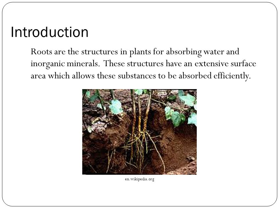 Introduction Roots are the structures in plants for absorbing water and inorganic minerals.