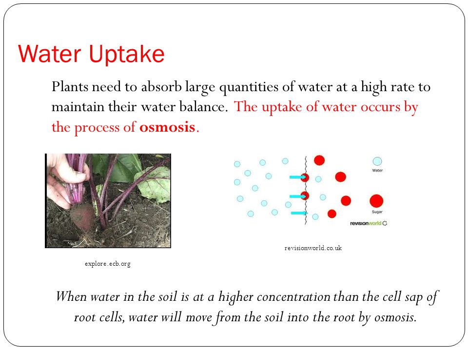 Water Uptake Plants need to absorb large quantities of water at a high rate to maintain their water balance.