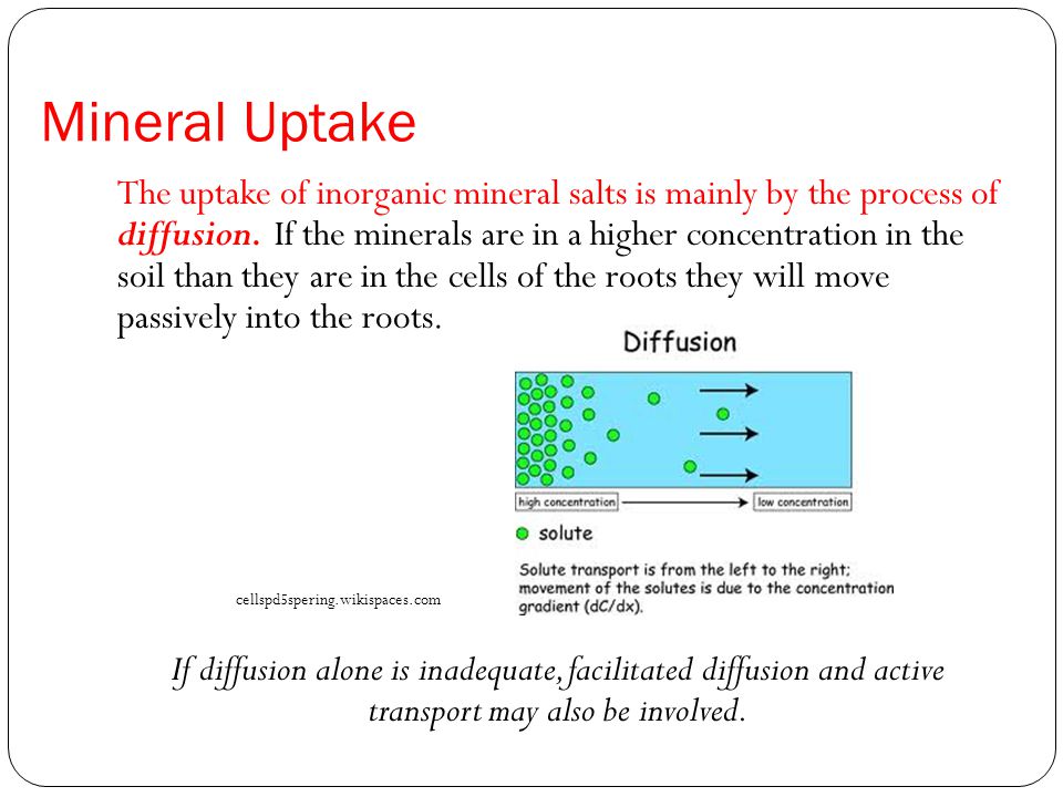 Mineral Uptake The uptake of inorganic mineral salts is mainly by the process of diffusion.