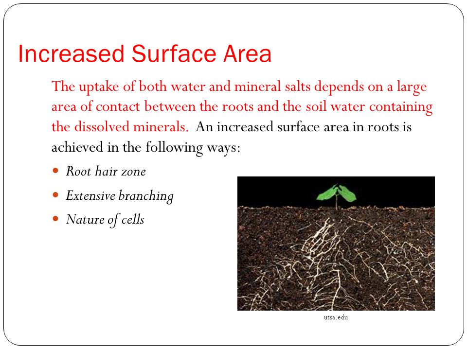 Increased Surface Area The uptake of both water and mineral salts depends on a large area of contact between the roots and the soil water containing the dissolved minerals.